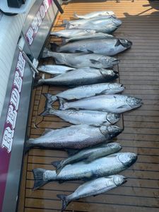Chinook and Coho Salmon caught fishing in Olcott