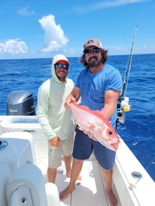 Queen snapper, one of the finest eating fish 