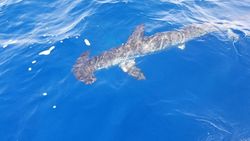 Angler fishing in FL with best, great catch