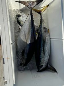 Two blackfin tuna fish caught in FL