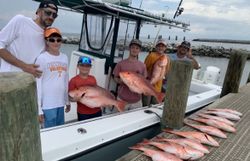 two 16-inch fish caught during cruises and fishing in AL