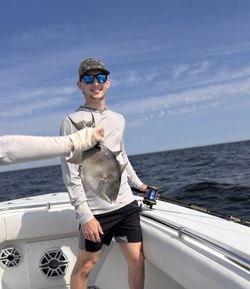Grey triggerfish caught on cruises and fishing trip in Dauphin Island