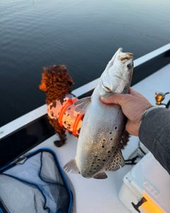 Fish-Species