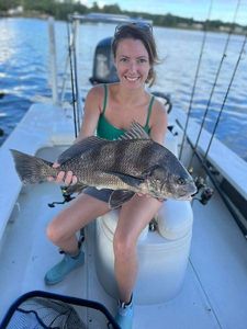 Majestic black drum fish caught in NC