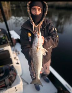 Cold weather has some nice trout pushing in 