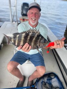Sheepshead fish caught by a person in Hubert