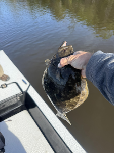 Nice Southern Flounder on light tackle today! Clear conditions made for exciting fishing.