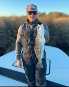 Spotted weakfish caught on fishing cruises in NC