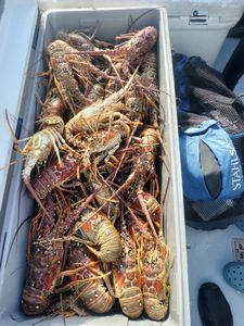 Scenic view of Florida landscape