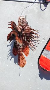Lionfish caught while fishing in Riviera Beach FL displayed on boat deck