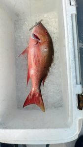 Fresh caught mutton snapper on ice in cooler from Riviera Beach FL fishing trip