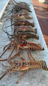 Multiple spiny lobsters arranged on white surface in Riviera Beach FL