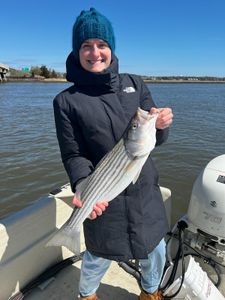 A striped bass caught while fishing in Avalon