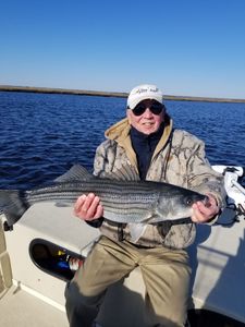 Striped bass caught during fishing in NJ