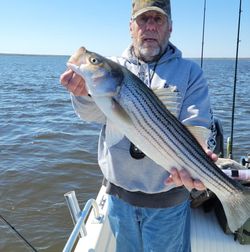 Striped bass fishing in Avalon