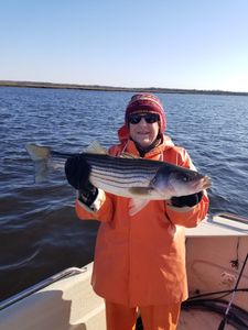 Striped bass fishing in Avalon