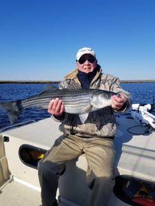 Striped bass caught in Avalon