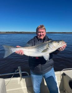 Striped bass caught at Avalon location