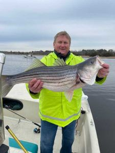 Striped Bass Caught in NJ