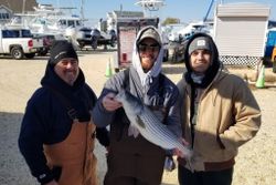 Striped bass, fishing in Avalon
