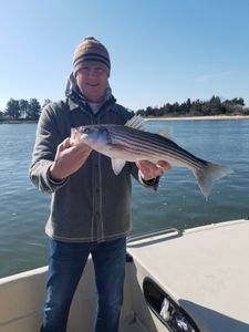 Striped bass caught while fishing in NJ