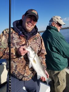 Striped bass caught while fishing in NJ