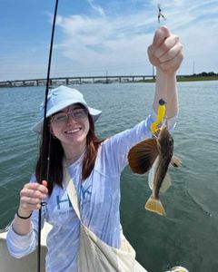 Striped Searobin fish caught while fishing in NJ