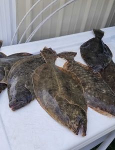 Two summer flounder caught while fishing in New Jersey