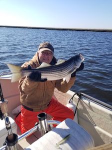Photo of a striped bass caught in Avalon