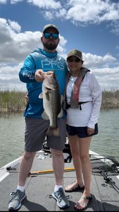 Largemouth bass caught in TX