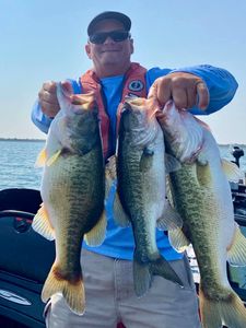 Three Warmouth fish caught in TX