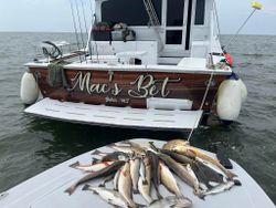 Three fish caught in Biloxi during fishing trip