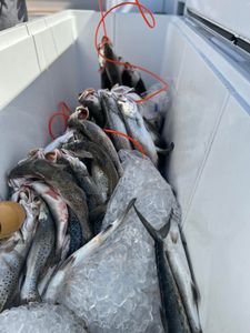 3 fish caught in Biloxi, fishing