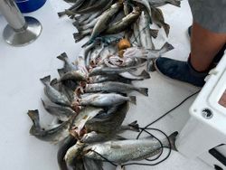 Two spotted weakfish caught while fishing in MS