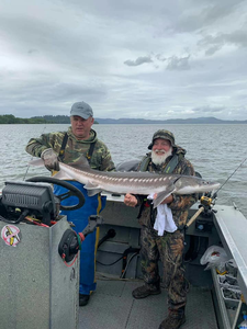 A huge white sturgeon being caught while fishing in OR.