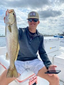 Unveiling the Colors of Sea Trout