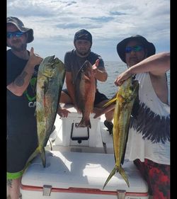 Mahi Mahi: Angler's Dream Catch