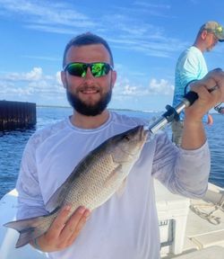 Grey Snapper fish caught while fishing in FL