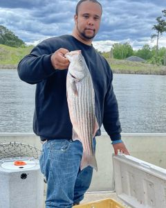 Santee Cooper Striped Bass Bounty
