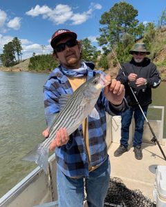 Santee Cooper Striped Bass Wonders