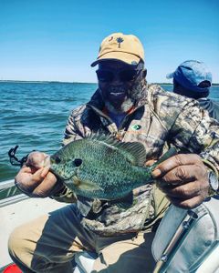 Santee Cooper Sunfish Bliss