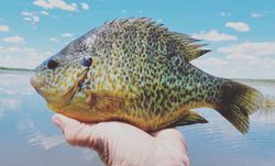 Santee Cooper Sunfish beauty In visuals