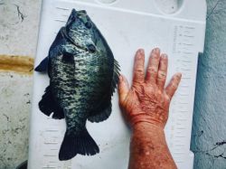 Trophy Sized Crappie Captured In Santee Cooper, SC