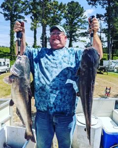Catfish Bounty Captured In Santee Cooper, SC