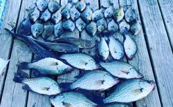 6 crappie fish caught while fishing in Cameron