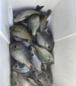 6 fish caught on fishing trip in Cameron