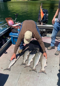 Four rainbow trout in a fishing location in WA