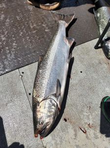 Chinook salmon caught while fishing in Montesano