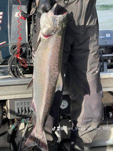 Coho salmon in WA