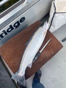 Fishing in WA